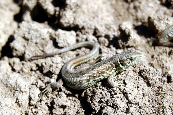 Lacerta agilis