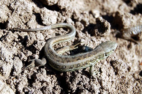 Lacerta agilis