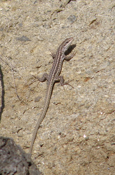 Podarcis erhardii