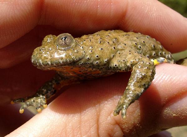 Bombina variegata