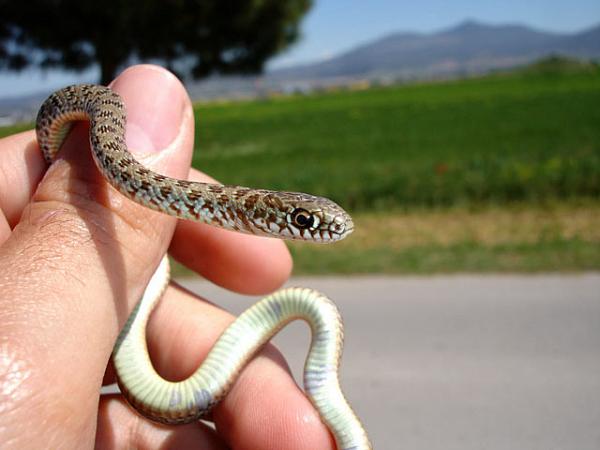 Dolichophis caspius