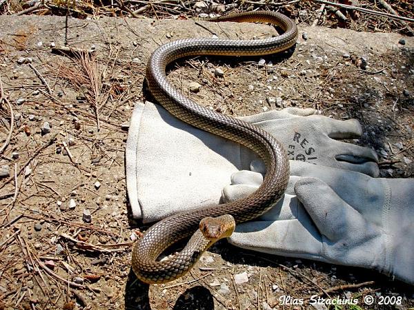 Dolichophis caspius