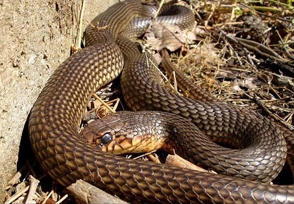 Dolichophis caspius