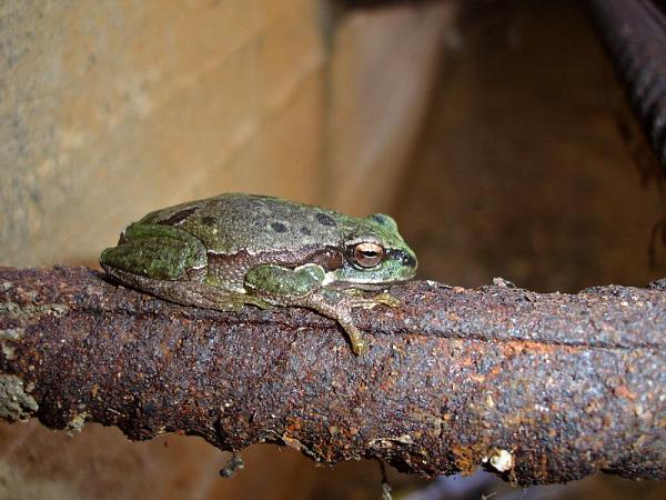 Hyla arborea