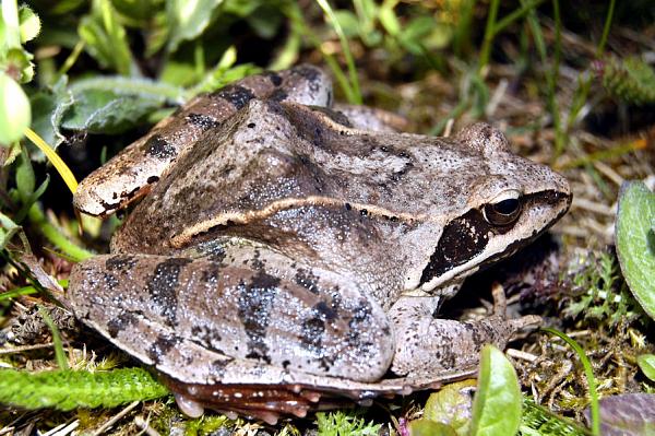 Rana dalmatina