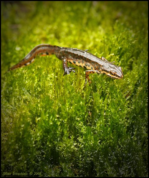 Lissotriton vulgaris