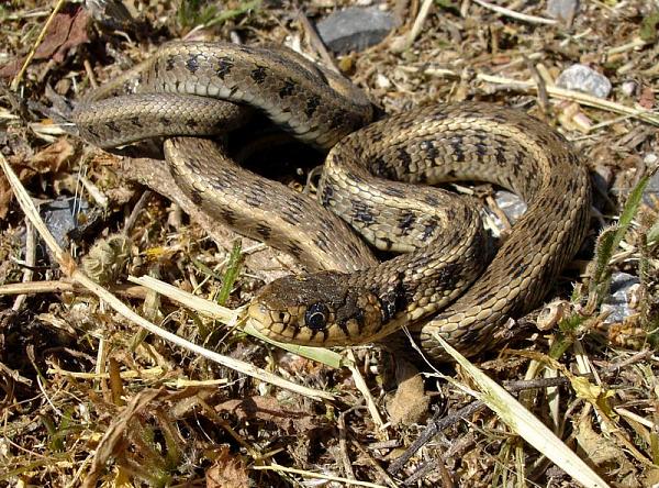 Natrix natrix