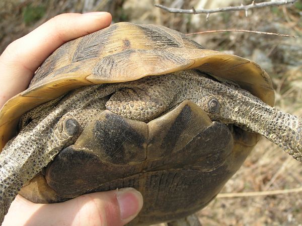 Testudo graeca