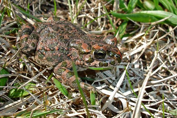 Pseudepidalea viridis