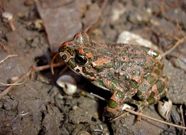 Pseudepidalea viridis