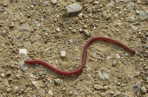 Typhlops vermicularis