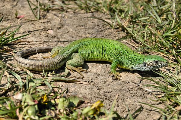 Lacerta viridis