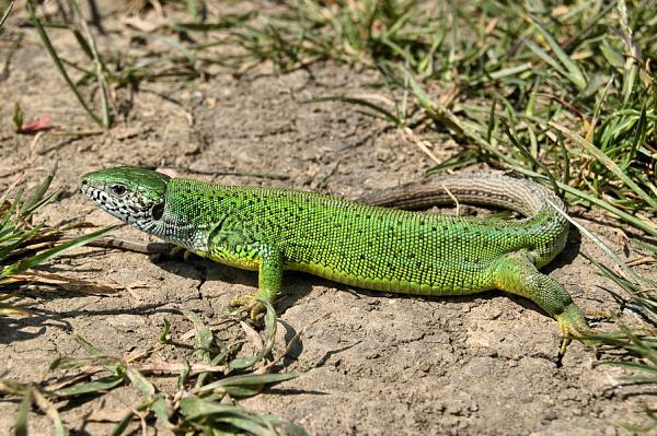 Lacerta viridis