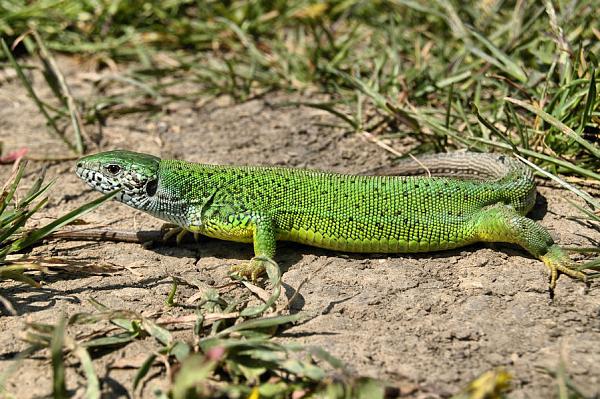 Lacerta viridis