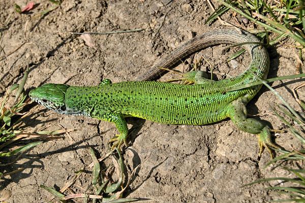 Lacerta viridis