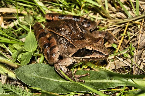 Rana dalmatina