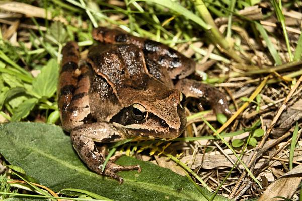 Rana dalmatina