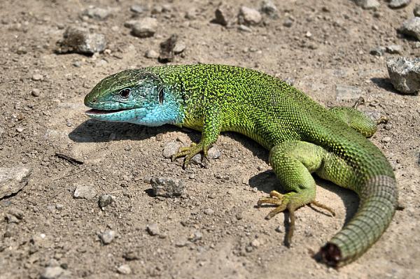 Lacerta viridis