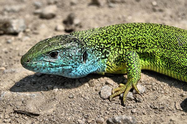 Lacerta viridis