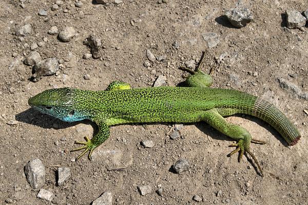 Lacerta viridis