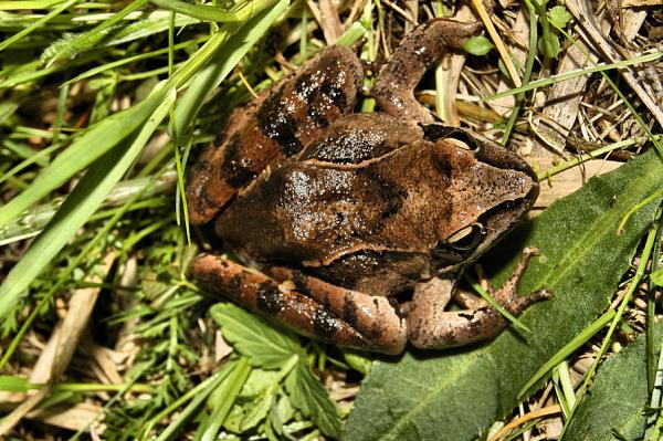 Rana dalmatina