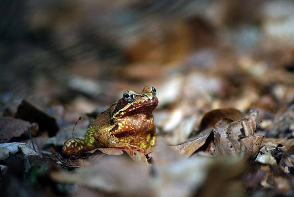 Rana temporaria