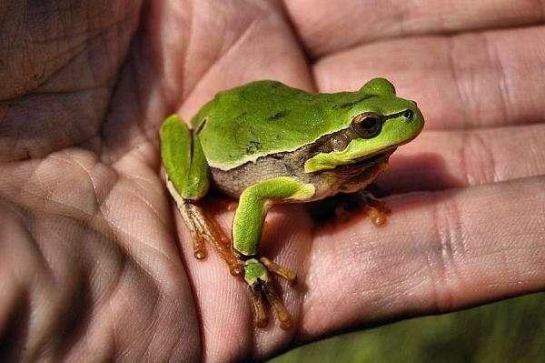 Hyla arborea