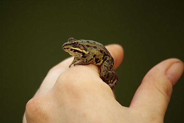 Pelophylax kl. esculentus