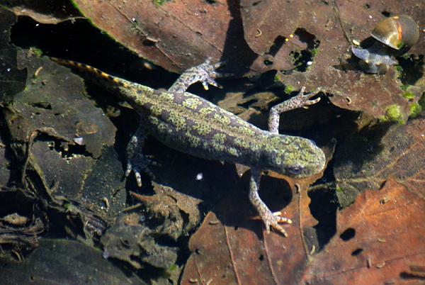 Mesotriton alpestris