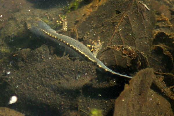 Mesotriton alpestris