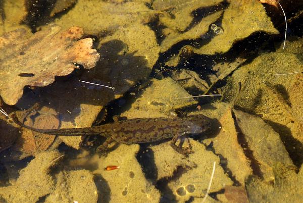 Mesotriton alpestris