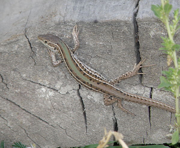 Podarcis tauricus