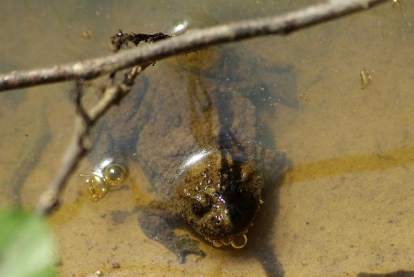 Bombina variegata