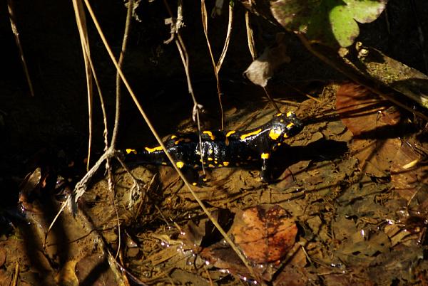 Salamandra salamandra