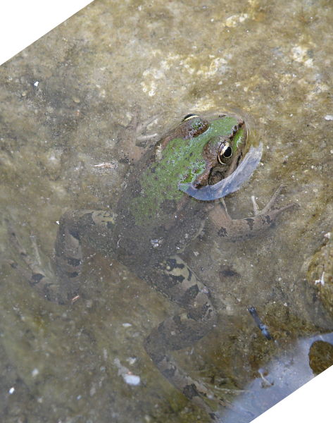 Pelophylax ridibundus