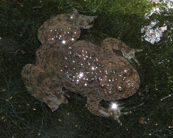 Bombina variegata