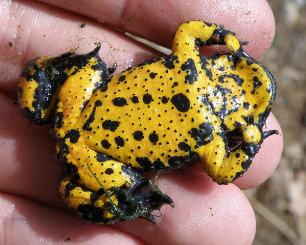 Bombina variegata