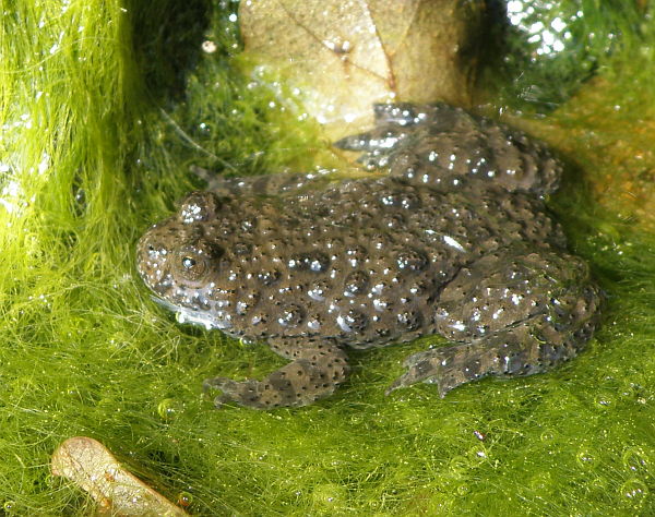 Bombina variegata