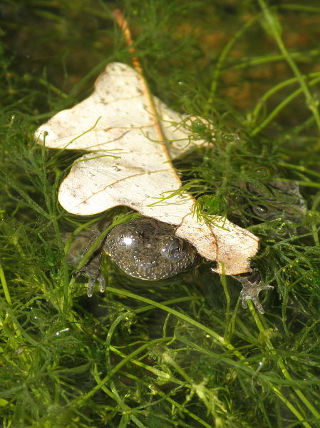 Bombina variegata