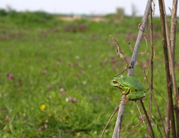 Hyla arborea