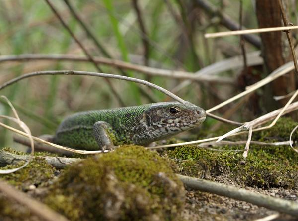 Lacerta viridis