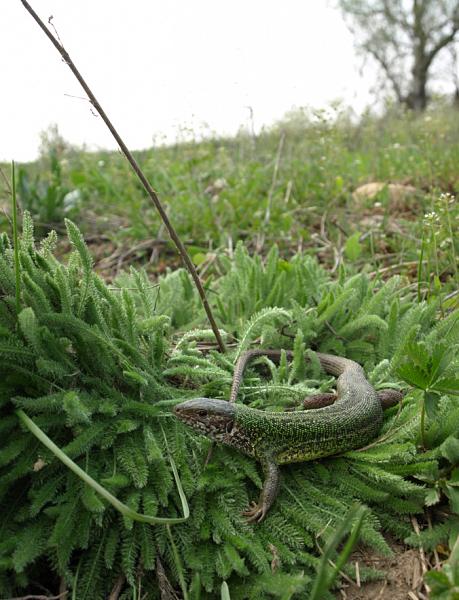 Lacerta viridis