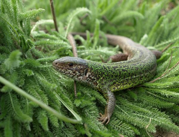 Lacerta viridis