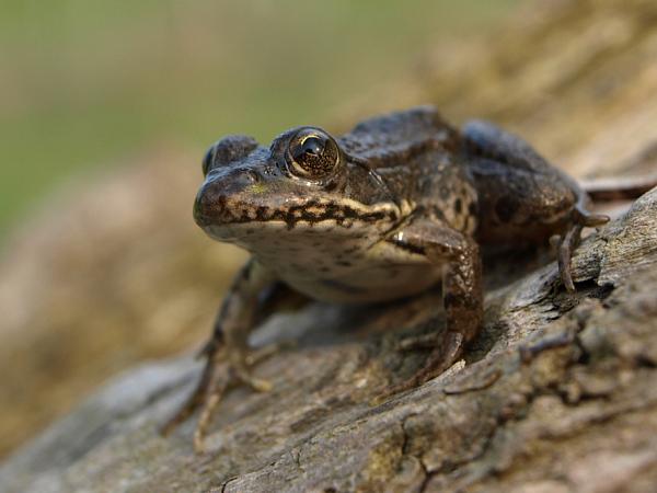 Pelophylax ridibundus