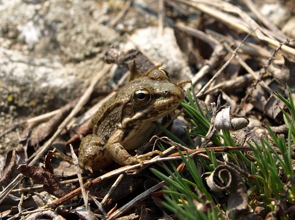 Pelophylax ridibundus