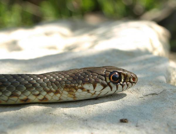 Dolichophis caspius