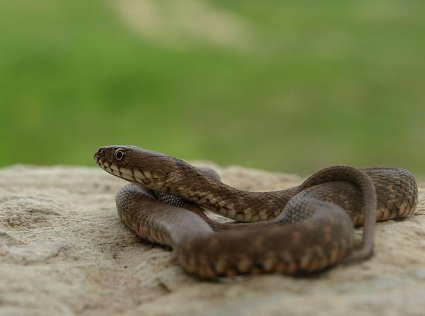 Natrix tessellata