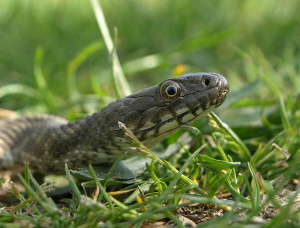 Natrix tessellata