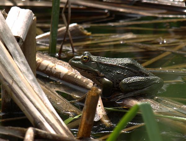 Pelophylax ridibundus