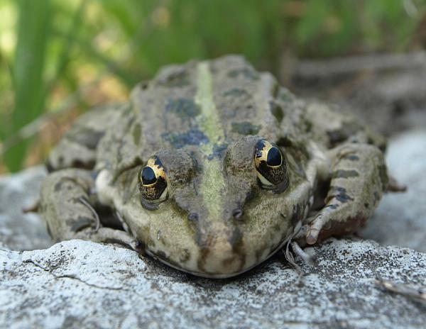 Pelophylax ridibundus